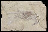 Cretaceous Fossil Shrimp - Lebanon #147244-1
